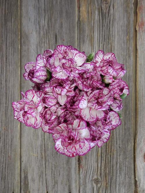 SPECTRO  BI-COLOR PURPLE/ WHITE MINI CARNATIONS